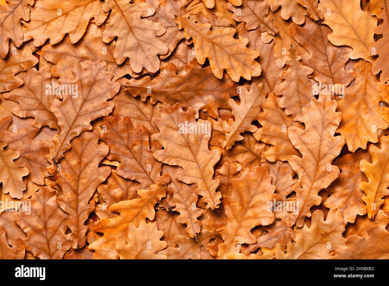 Viele Herbsteiche Blätter. Gefallener Laubhintergrund. Stockfoto