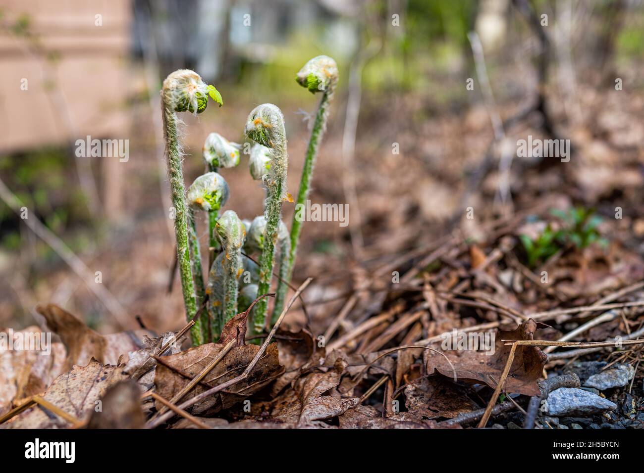 Bodenansicht der jungen, auftauchenden Spiralknospen aus dem nördlichen Maidenhair-Farn sprießen im Frühjahr im Wintergreen Skigebiet, Virginia, die aus dem getrockneten Bro hervorgehen Stockfoto