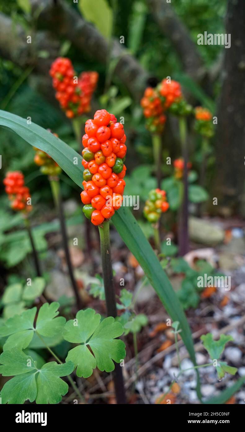 Reife Beeren von italienischem Arum, italienische Herren-und-Damen oder Arum Italicum an der Seite eines Teiches gesehen. Stockfoto
