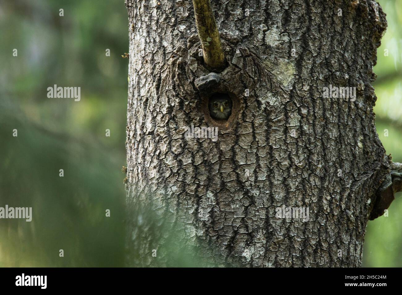 Kleine eurasische Zwergeneule, Glaucidium passerinum an der Tür ihres Nestes in einem großen Aspenbaum. Stockfoto