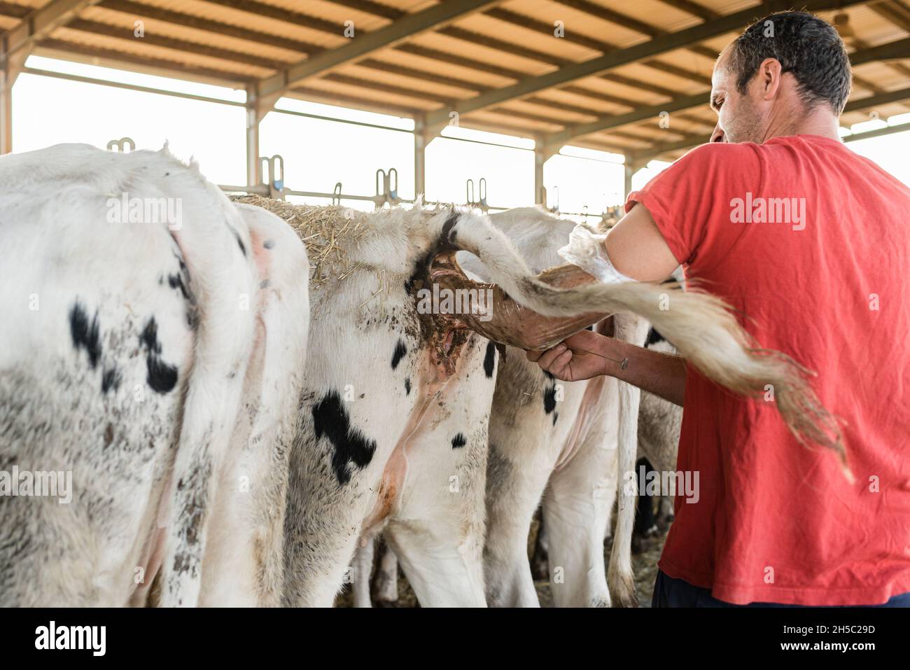 Männlicher Arbeiter, der während seiner Arbeit in einem Milchviehbetrieb eine künstliche Besamung an einer Kuh macht. Stockfoto