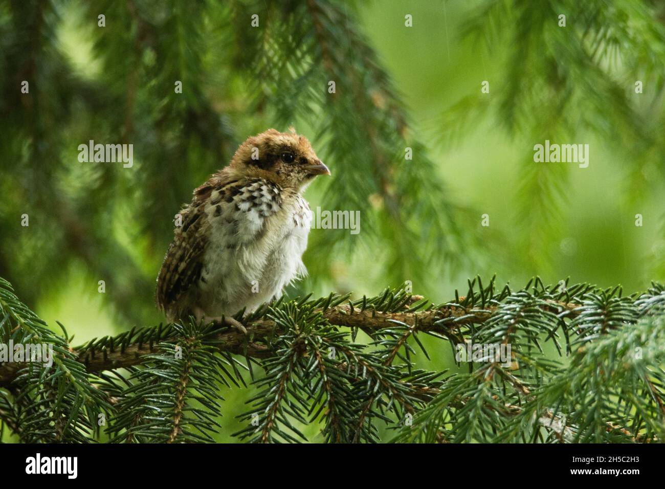 Kleine Haselhühner, Tetrastes-Bonasia-Küken, die an einem kalten Sommertag im estnischen Borealwald auf einem Zweig der europäischen Fichte gevögelt wurden. Stockfoto