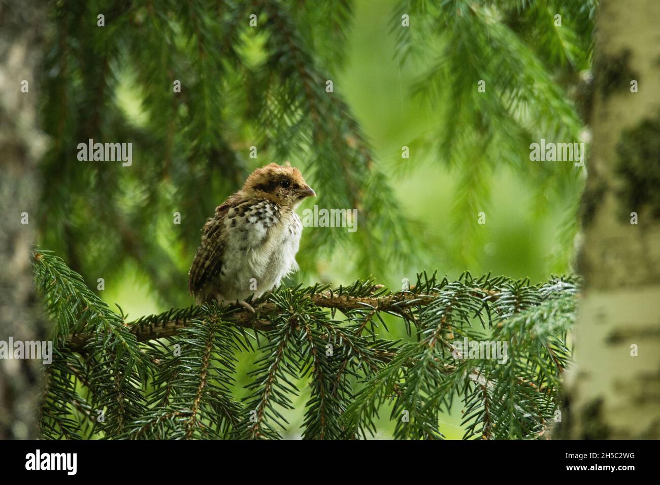 Kleine Haselhühner, Tetrastes-Bonasia-Küken, die an einem kalten Sommertag im estnischen Borealwald auf einem Zweig der europäischen Fichte gevögelt wurden. Stockfoto