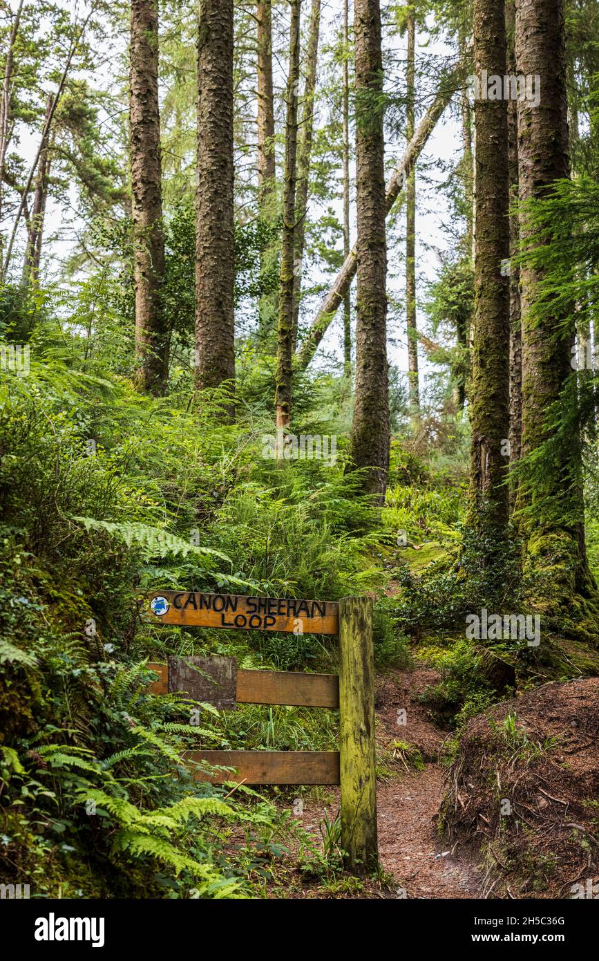 Der Canon Sheehan Loop Walk im Ballyhoura Forest Park, Ballyguyroe North, County Cork, Irland. Stockfoto