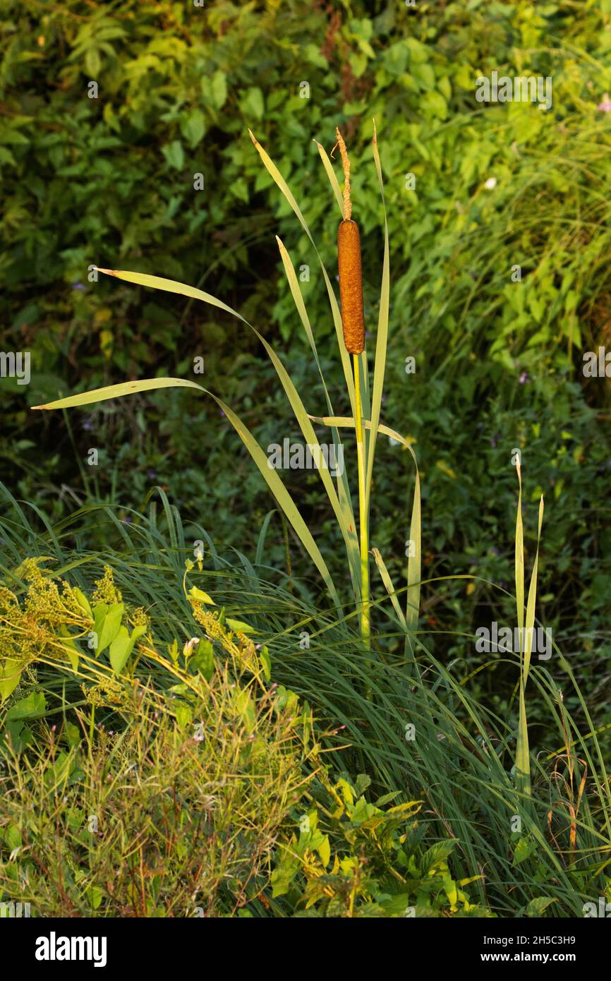 Laubkattail, Typha latifolia wächst an einem üppigen Flussufer in Nordeuropa. Stockfoto