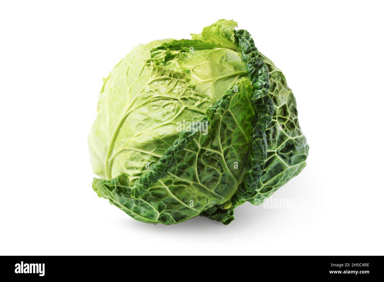 Wirsing Kohl isoliert auf weißem Hintergrund Stockfoto