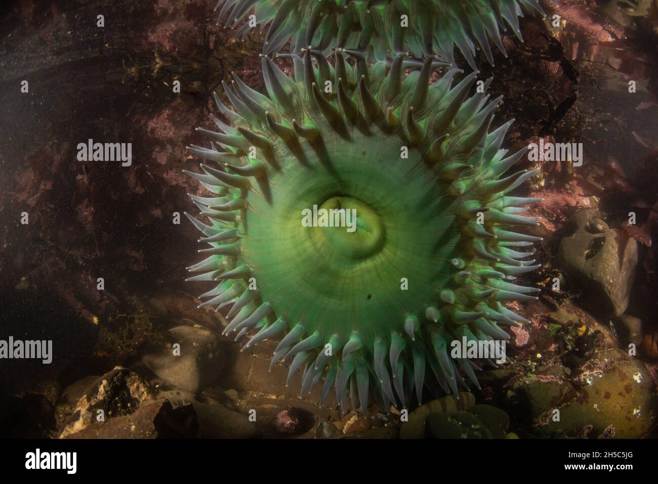 Eine riesige grüne Anemone, Anthopleura xanthogrammica, aus einem Tidepool im Fitzgerald Marine Reserve an der Westküste in Kalifornien. Stockfoto