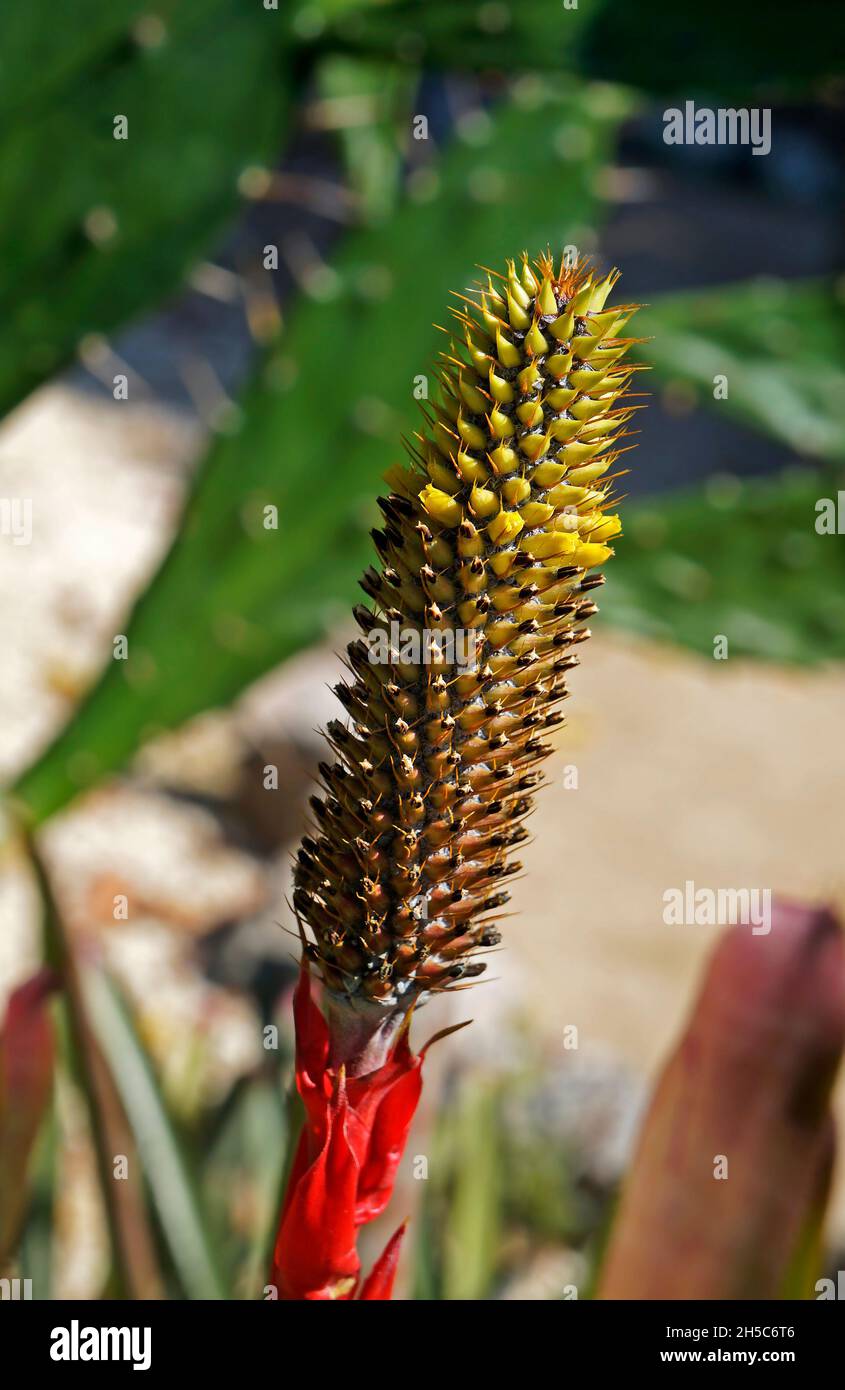 Bromelien-Blütenstand im tropischen Regenwald Stockfoto