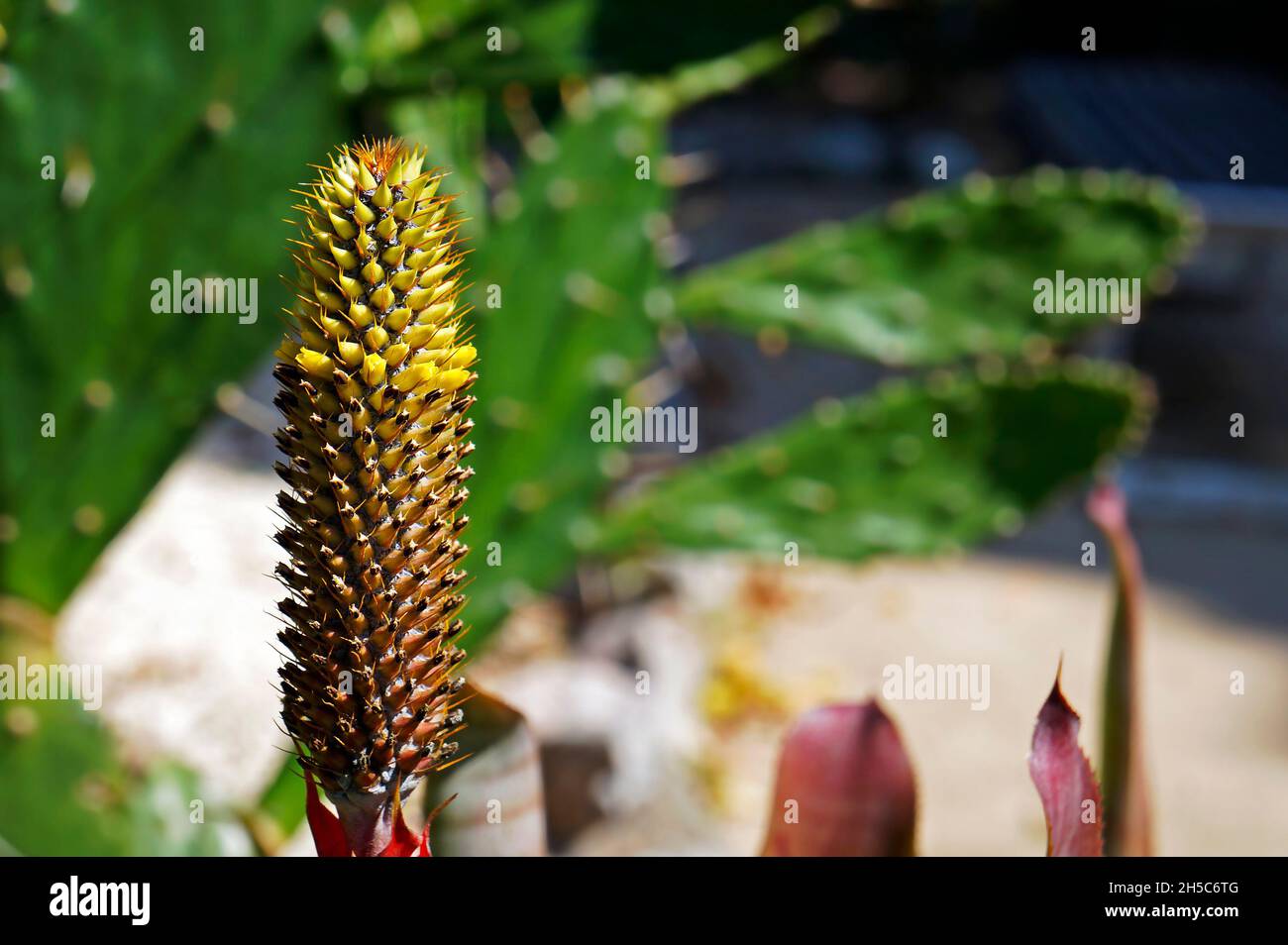 Bromelien-Blütenstand im tropischen Regenwald Stockfoto