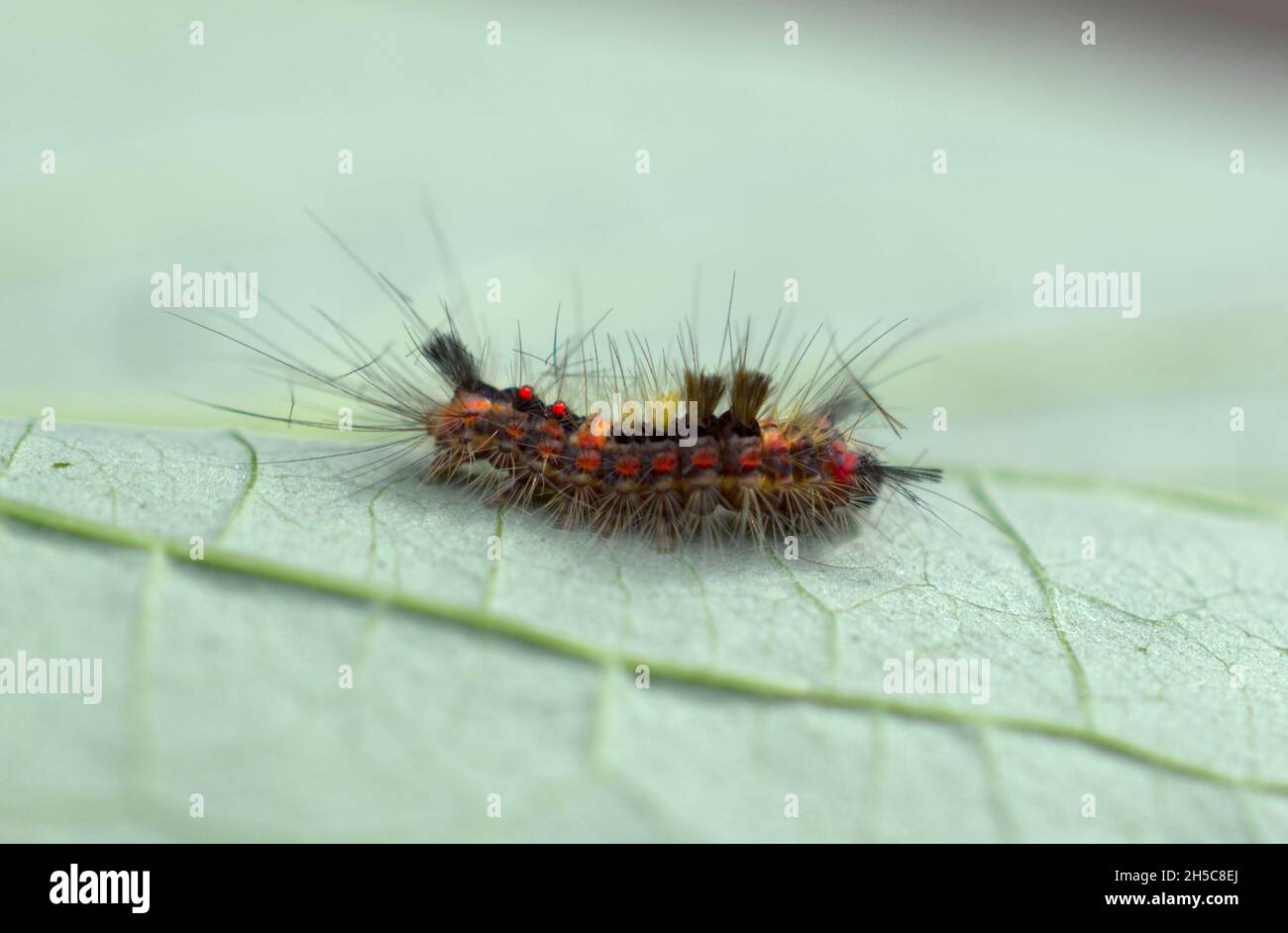 Eine Raupe der Vaporer-Motte (Orgyia antiqua), die ein Blatt kreuzt. Stockfoto