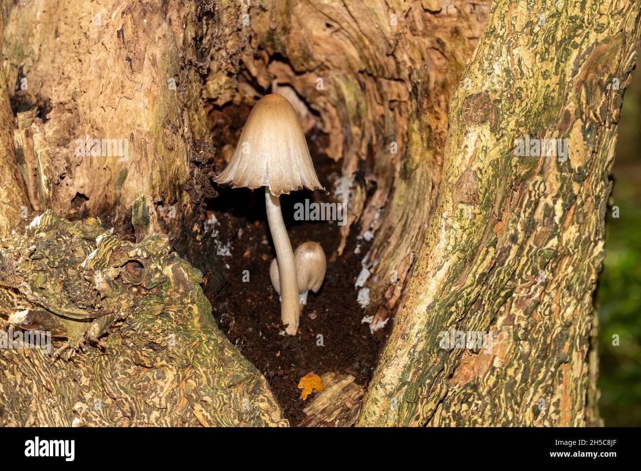 Kampanulakappierte Pilze wachsen in einem verfaulten Baumhöhlen Stockfoto