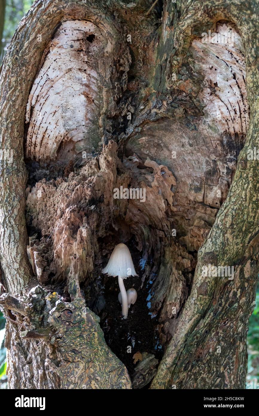 Kampanulakappierte Pilze wachsen in einem verfaulten Baumhöhlen Stockfoto