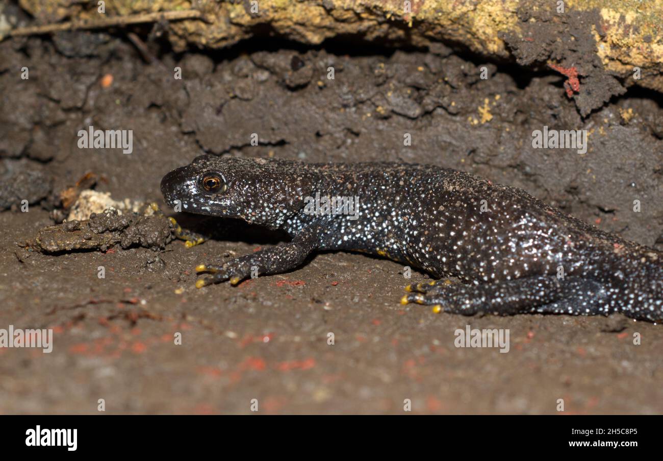 Eine weibliche Großkrebse (Triturus cristatus), die sich unter einer Platte in einem Garten versteckt hat, Sussex, England, Großbritannien. Stockfoto