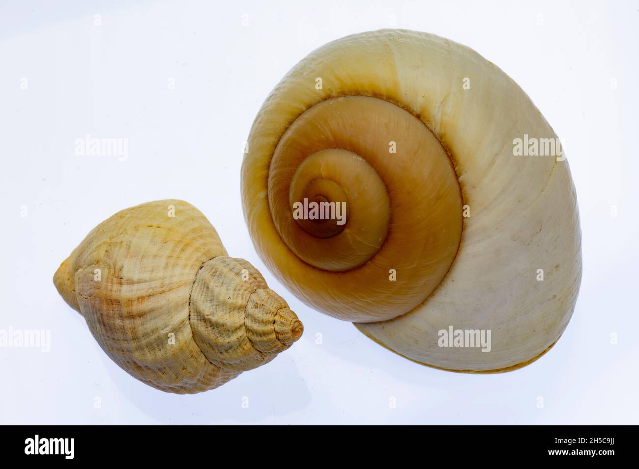 Muscheln vor einem schlichten weißen Hintergrund, Muscheln aus dem Meer, Meerestiere, Hintergrundbilder von Muscheln schlichter Hintergrund oder Hintergrund. Stockfoto