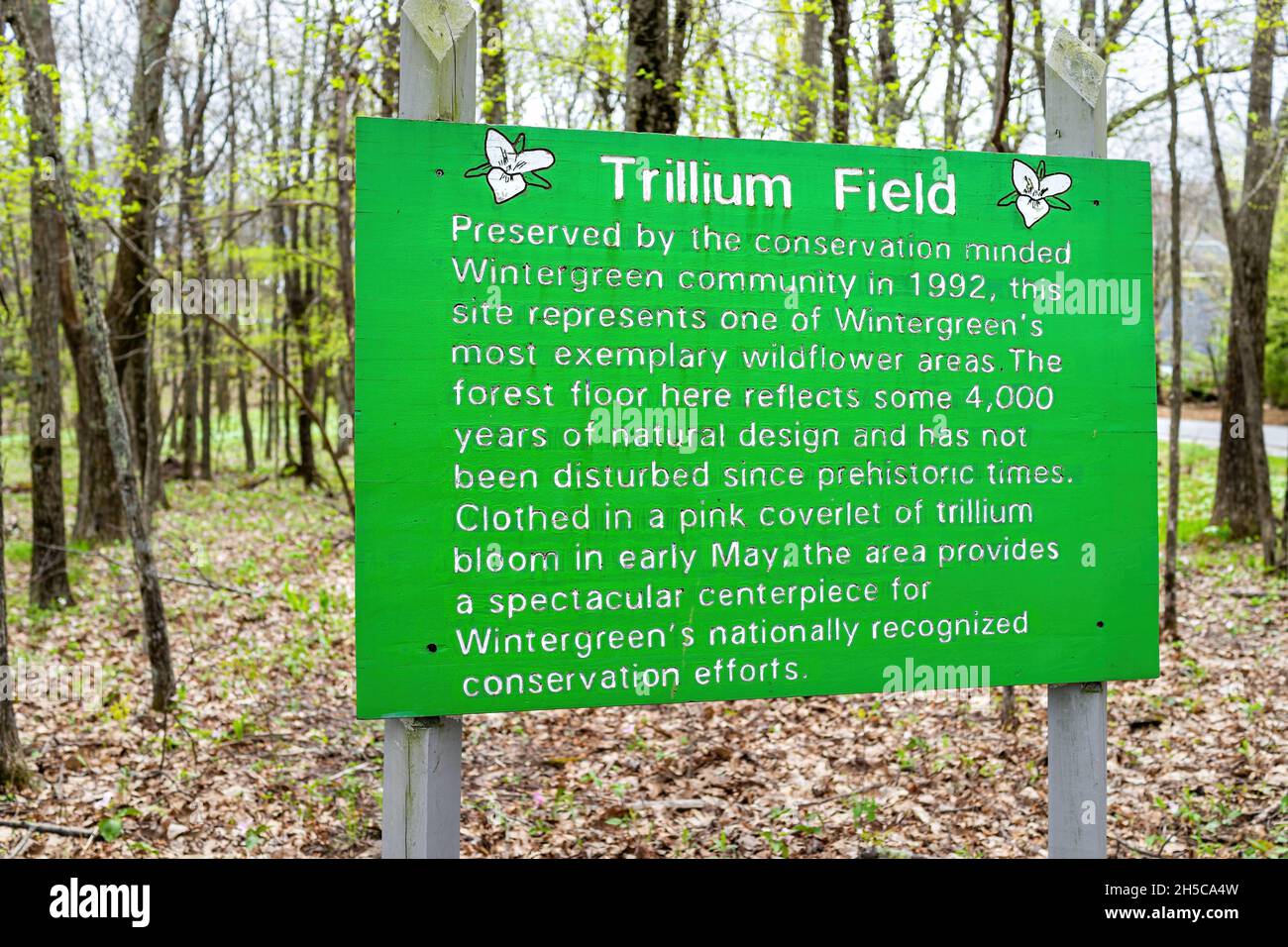 Wintergreen, USA - 5. Mai 2021: Schild an der Wintergreen Skiort Stadt für trillium Feld Wildblumen Blumen in Wald Wälder von Virginia für e Stockfoto