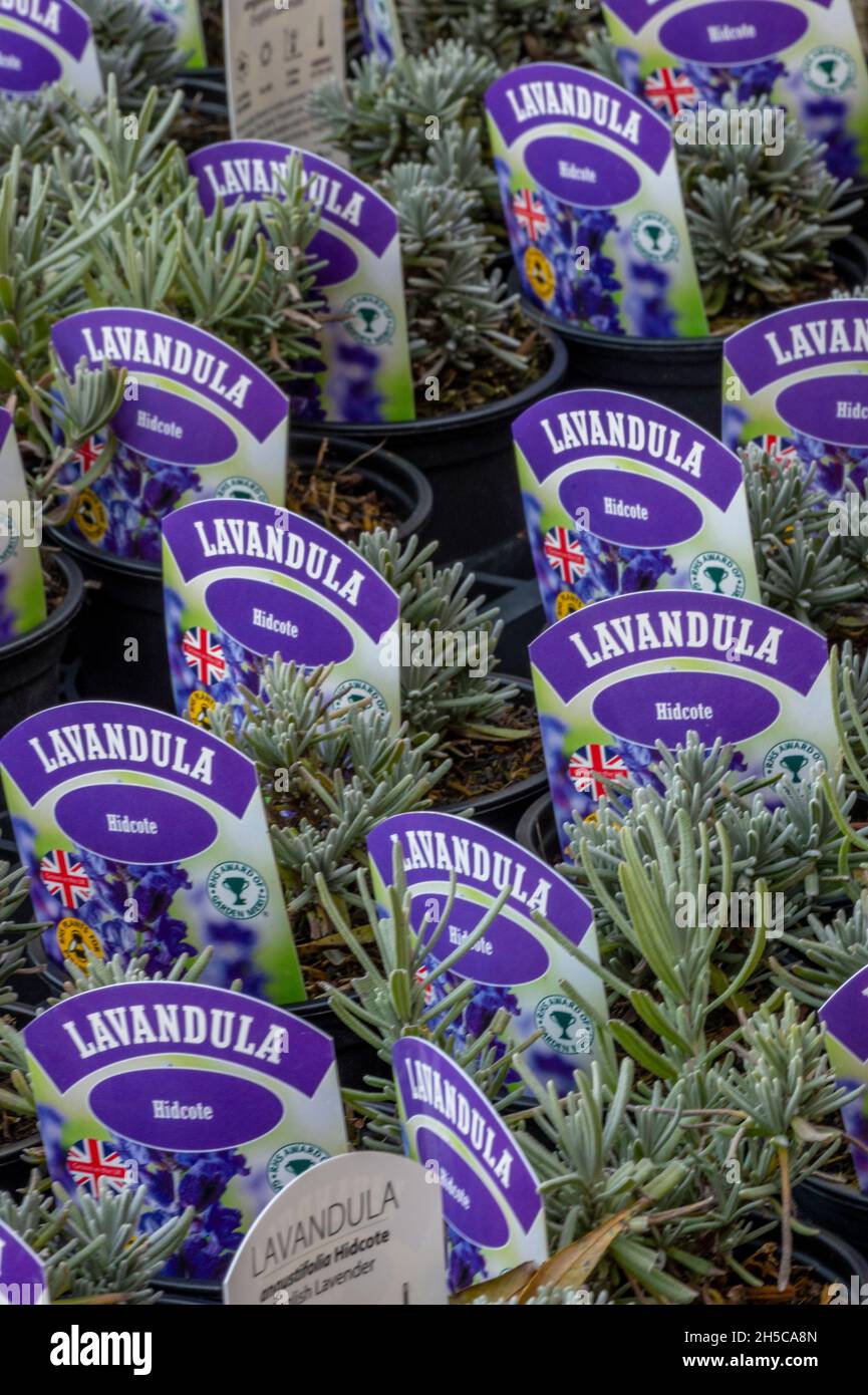 Kleine Lavendelpflanzen zum Verkauf in Reihen in einem Garten cntre im Norden norfolk auf norfolk Lavendelfarm. norfolk Gartencenter Verkauf Lavendelpflanzen. Stockfoto