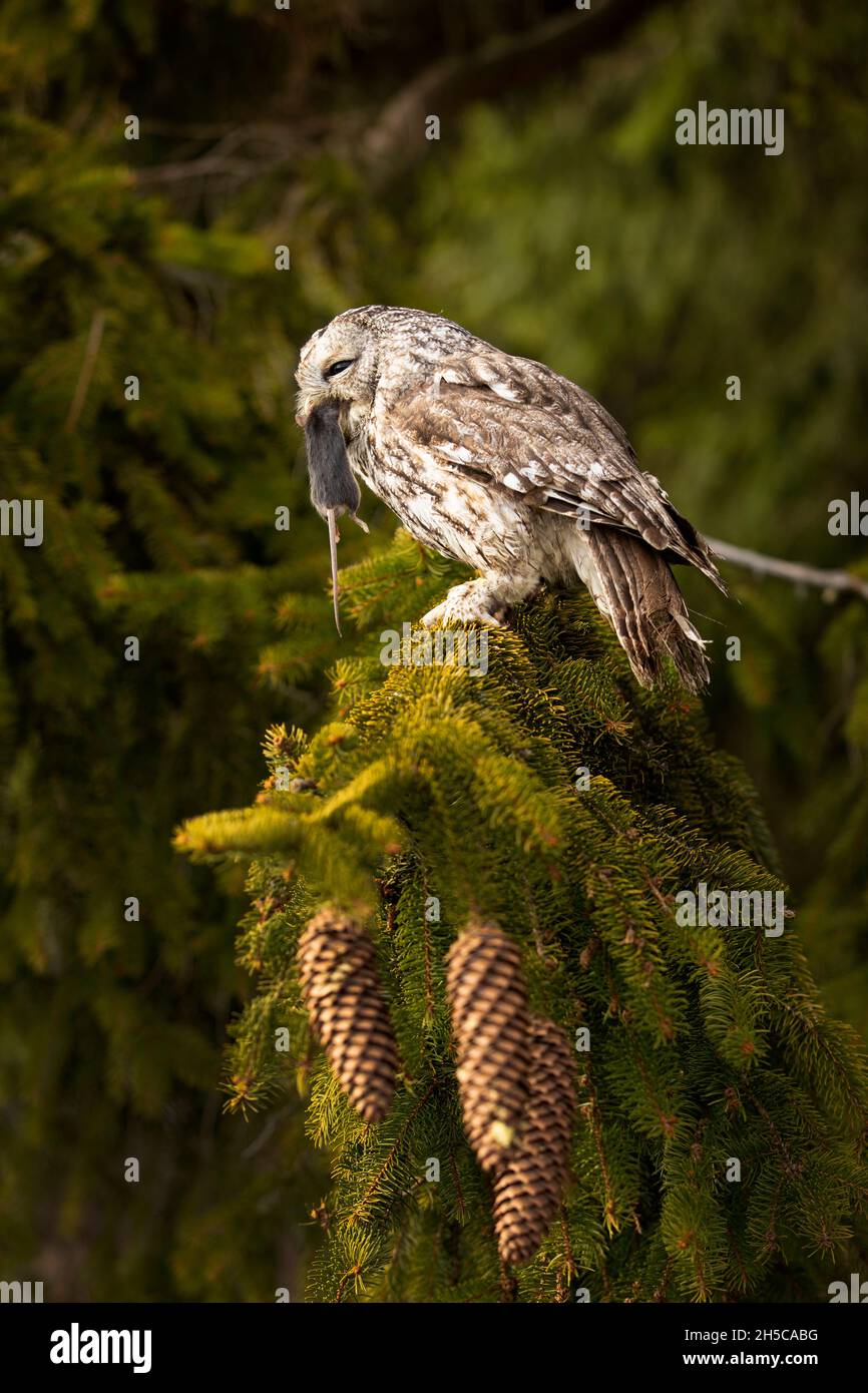 Waldkauz im Wald mit Maus im Schnabel. Braune Eule (Strix aluco) sitzt auf Baum im Wald Lebensraum mit Fang. Schöner Vogel im Wald Stockfoto