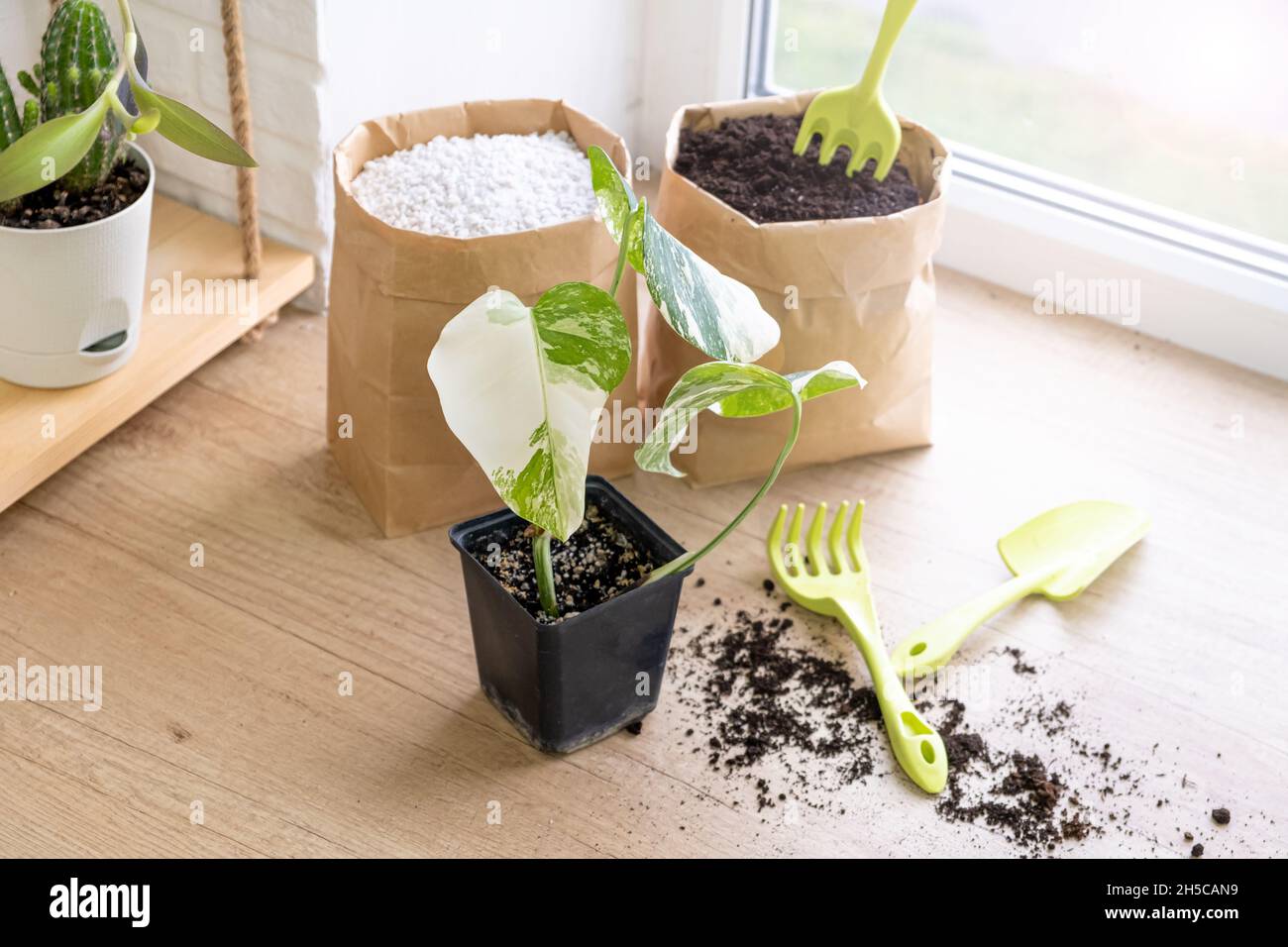 Monstera borsigiana albo wurde in einem schwarzen Topf zum Anbau von Setzlingen gefärbt. Gartengeräte, Kakteen und Papiertüten sowie verstreute Erde auf der Fensterbank Stockfoto