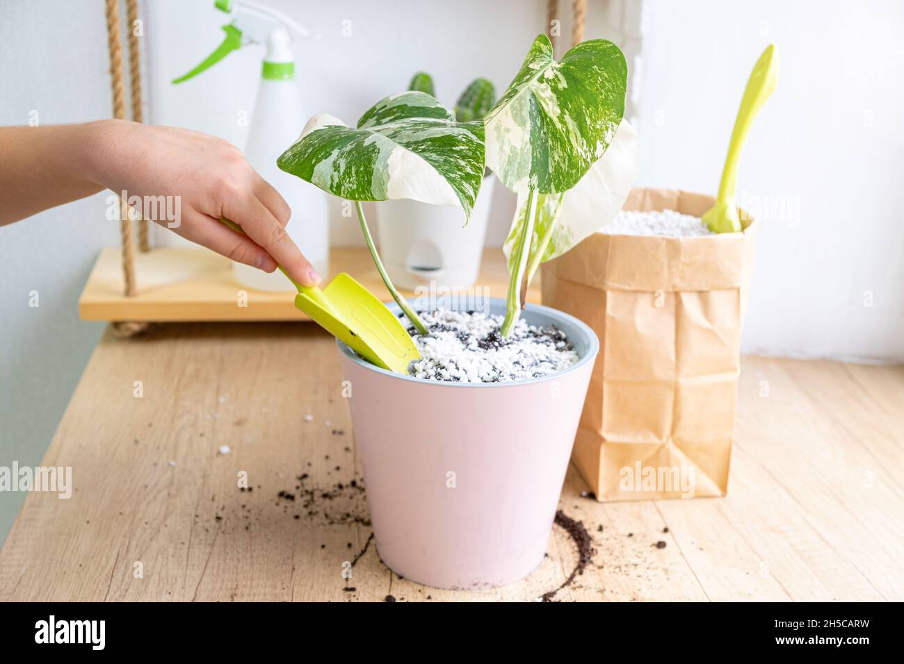 Monstera borsigiana albo in einem rosa Topf. Mischen von Perlit-Granulat-Pellets  mit schwarzem Gartenboden. Hand mit einem Gartenlffel, whrend Pflege  Stockfotografie - Alamy