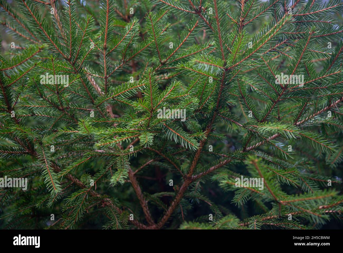 Tanne brunch hautnah. Flache konzentrieren. Flauschige Tanne brunch hautnah. Weihnachten wallpaper Konzept. Kopieren Sie Platz. Stockfoto