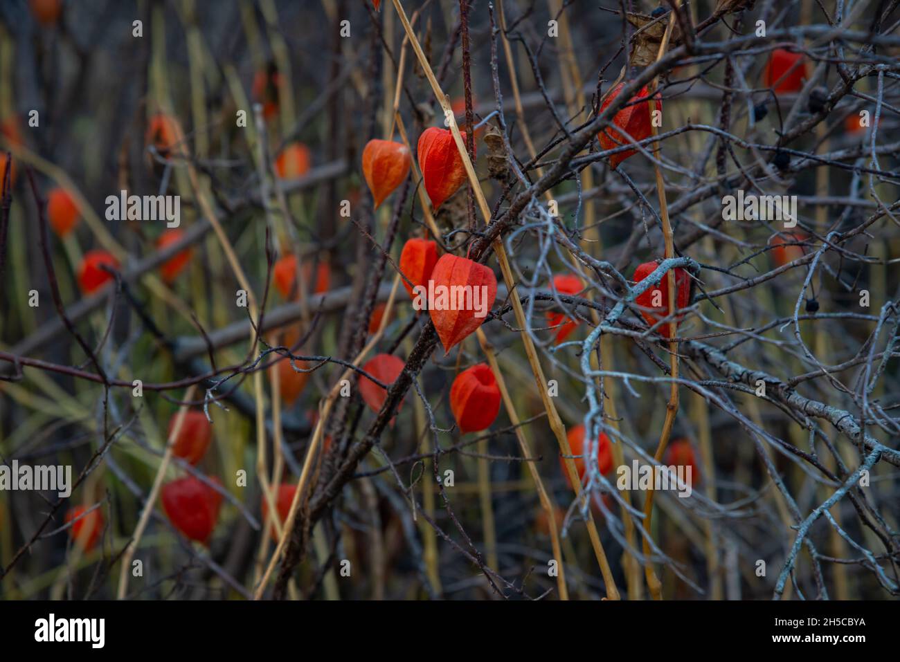 Reif rot Herbst blühenden Strauch Zweig. Foto von Büschen in freier Wildbahn an einem sonnigen Herbsttag. Das Konzept eines gesunden Lebens. Stockfoto