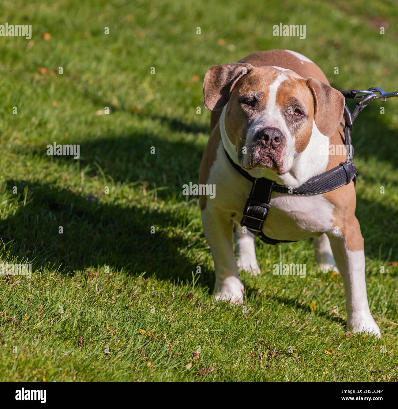 Wunderschöner Pit Bull, der im Park auf üppigem Grün spazierengeht. American Pit Bull Terrier blickt direkt in die Kamera. Straßenansicht, keine Personen, Platz für Text kopieren Stockfoto