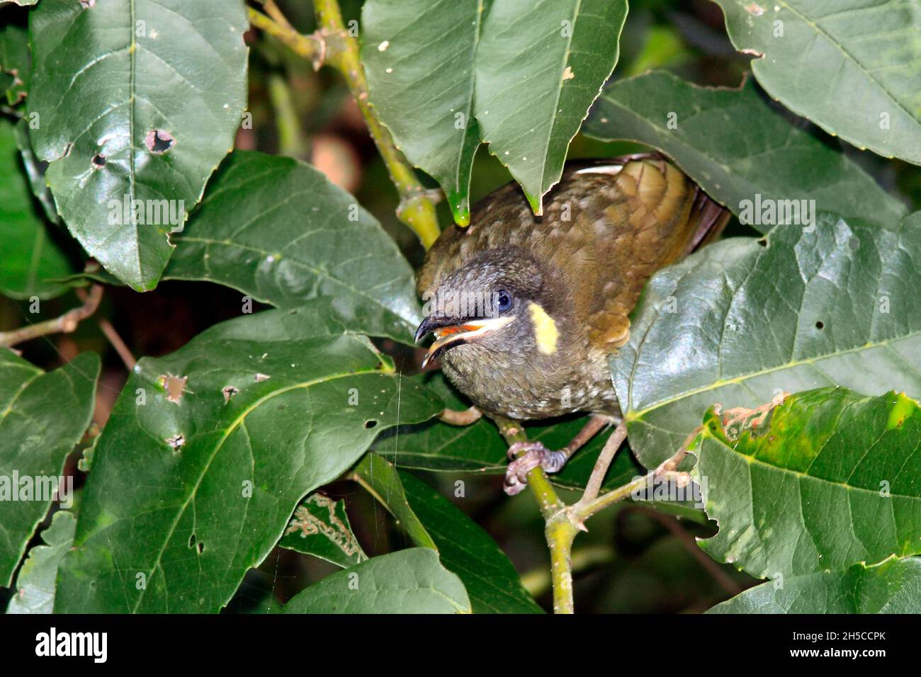 Lewins Honeyeater Meliphaga lewinii. Manchmal auch Bananabird oder Orangen-Vogel genannt. Schnabel öffnen. Coffs Harbour, NSW, Australien Stockfoto