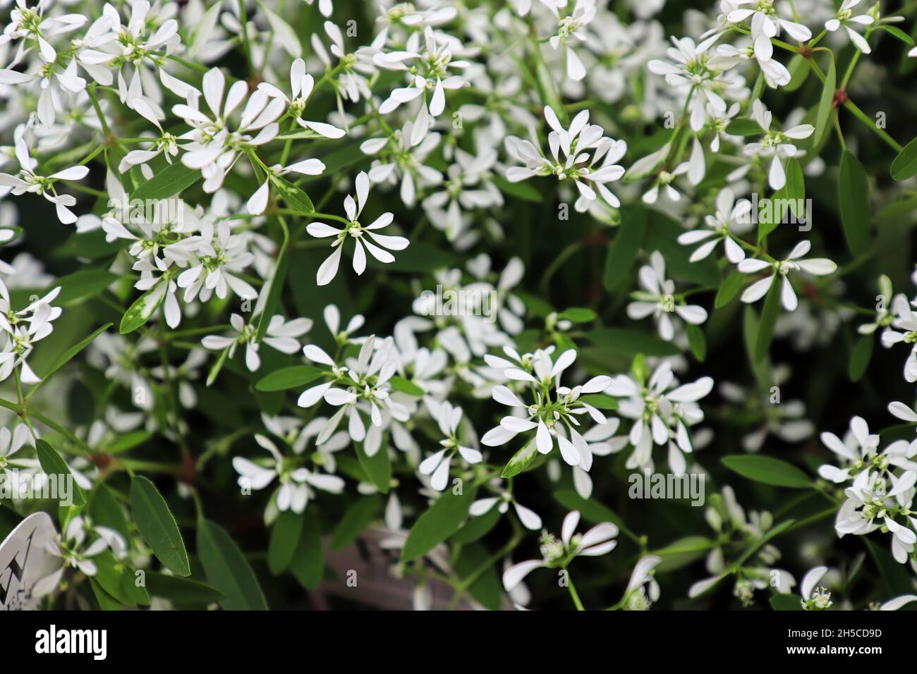 Nahaufnahme von winzigen Blumen auf den Sperbern Stockfoto