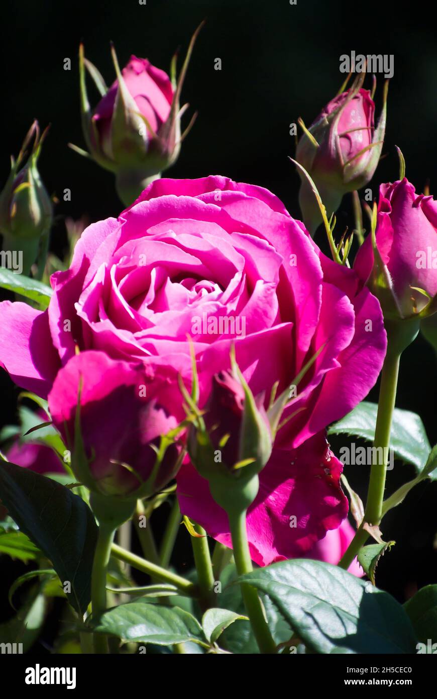 Rose in voller Blüte Stockfoto