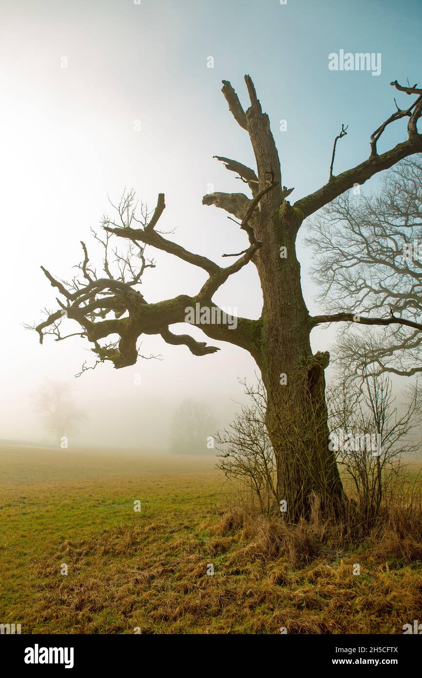 Alte gruselige Eiche in einer nebligen Landschaft Stockfoto