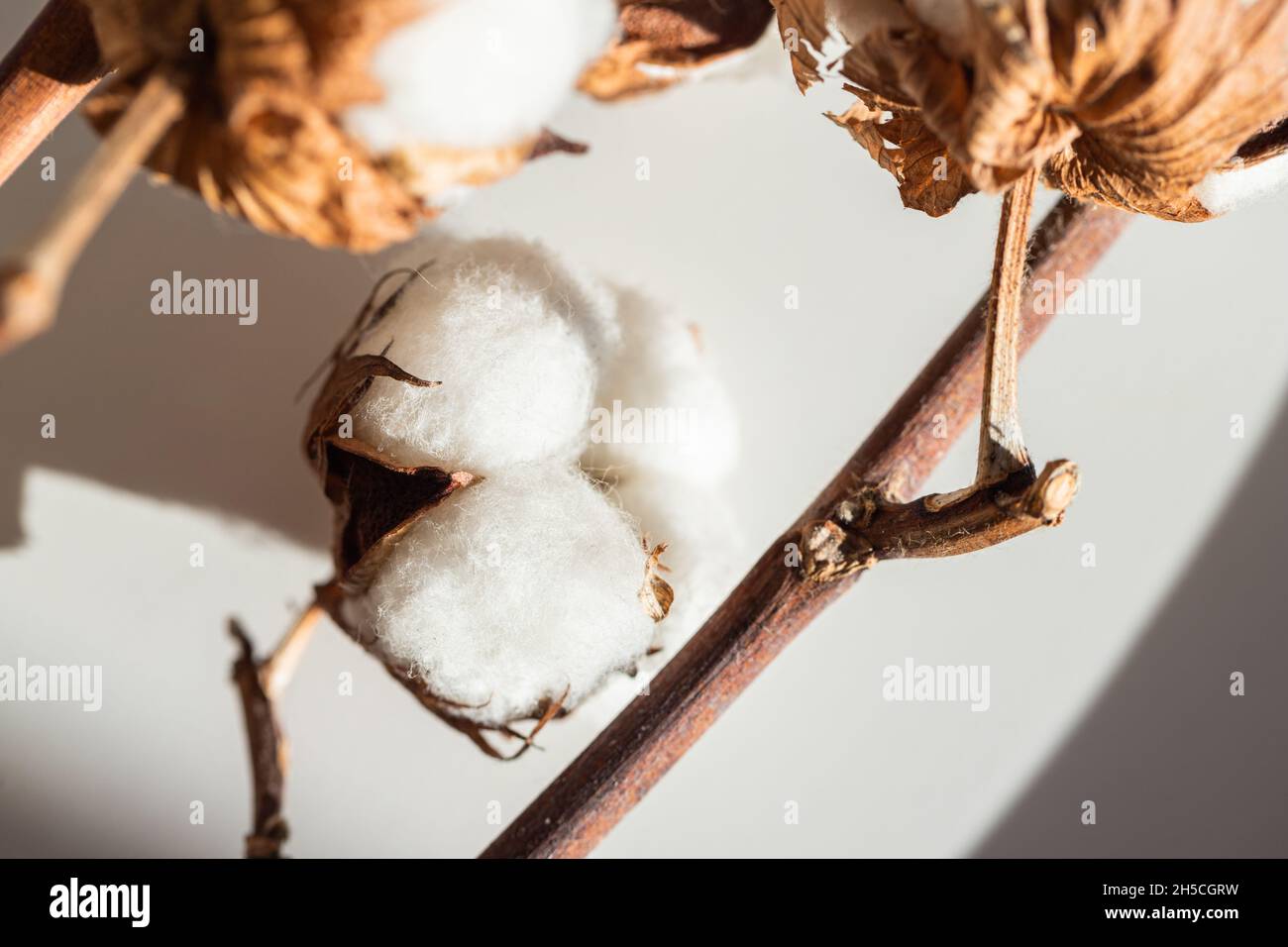 Trockene Blütenstände aus Baumwolle. Makrofoto. Die Textur der Baumwollfasern. Stockfoto