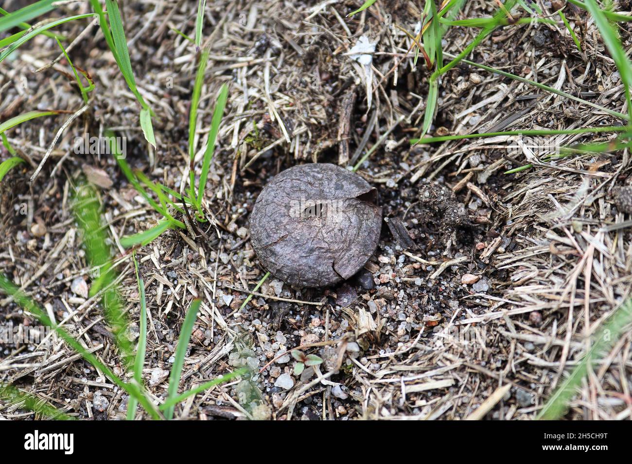 Ein alter Puffball, der aufgerissen wurde und Sporen freisetzt Stockfoto