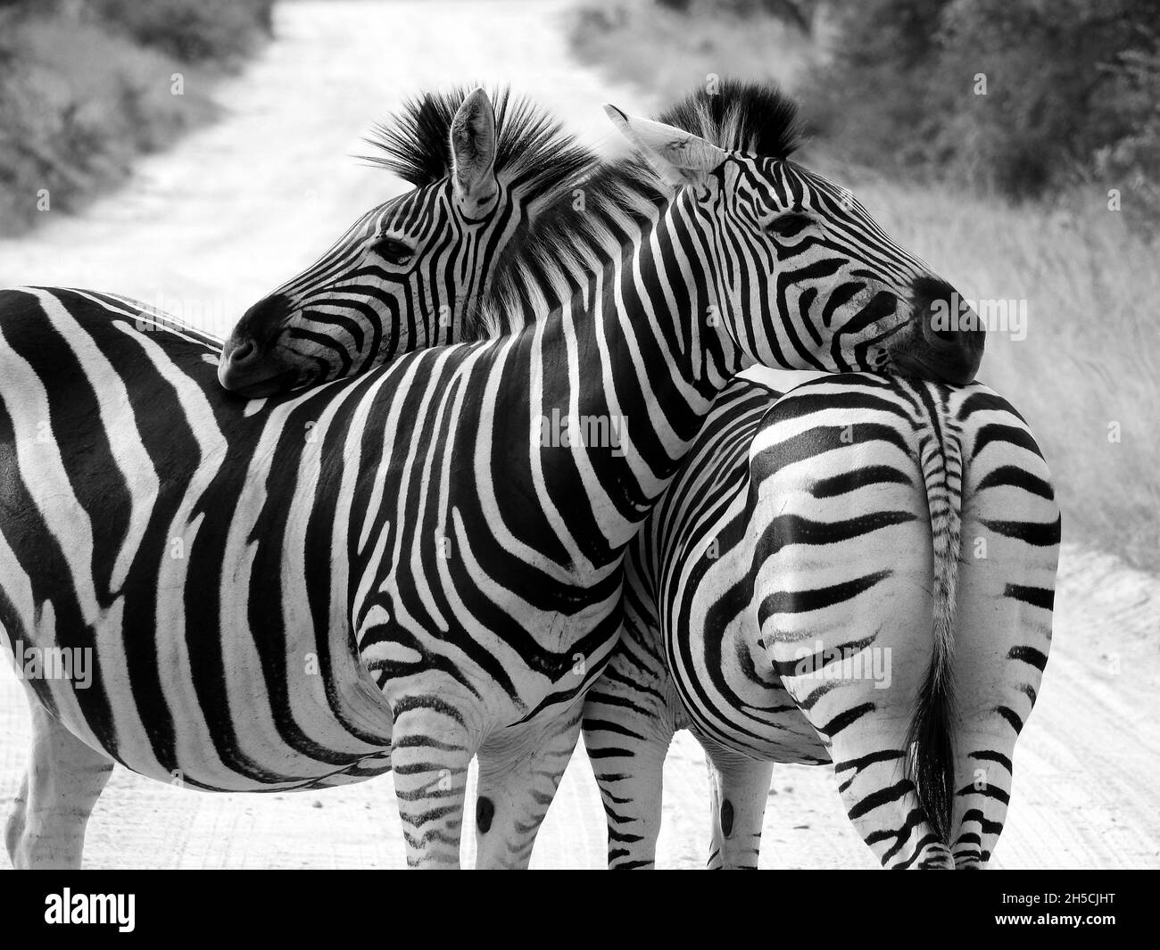 Graustufen von zwei wunderschönen Zebras im Krüger National Park in Südafrika Stockfoto