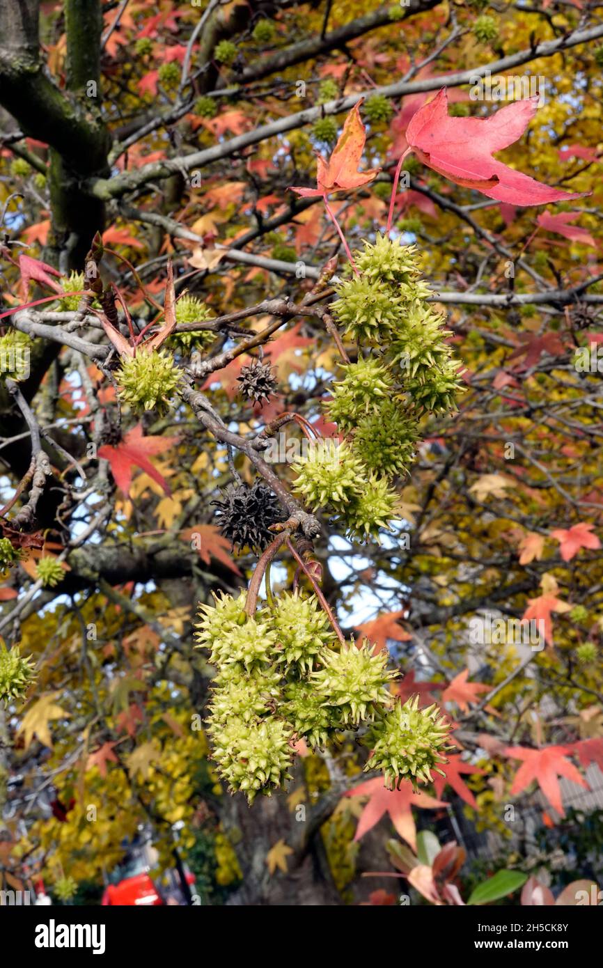 Amerikanischer Amberbaum (Liquidambar styraciflua, Sy, L. barbata , L, gummifera , L. macrophylla ) - Baum mit Früchten und herbstlich gefärbten Laub, Stockfoto