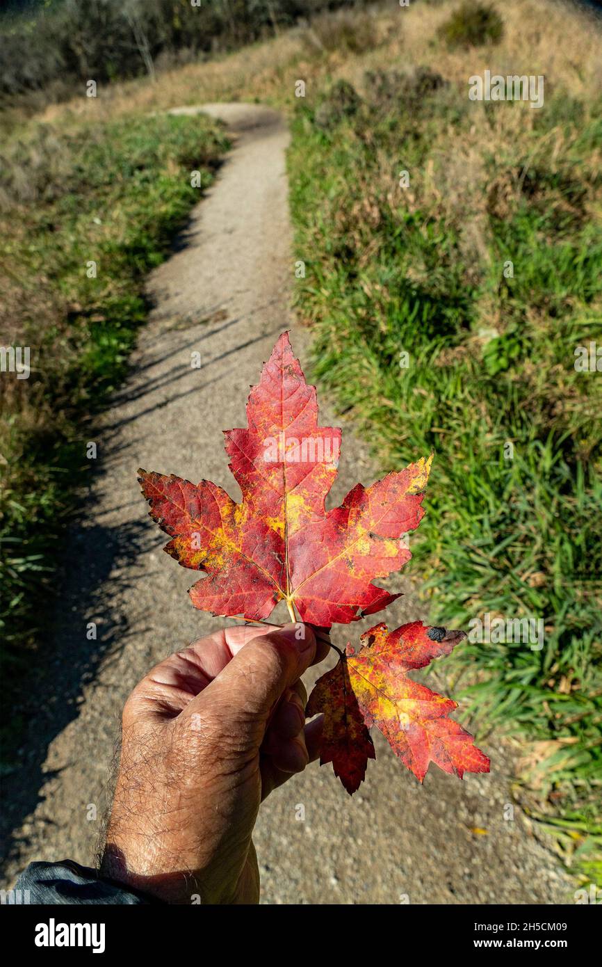 Ein Mann, der einen gewundenen Pfad entlang geht, hält zwei rote Ahornblätter in der Hand Stockfoto