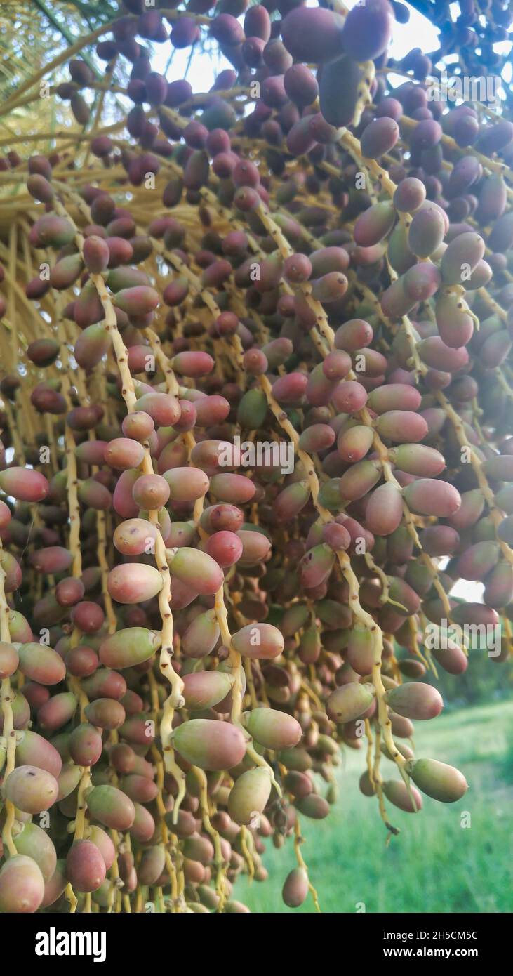 Vertikale Aufnahme von Datteln Früchte auf einem Baum Stockfoto