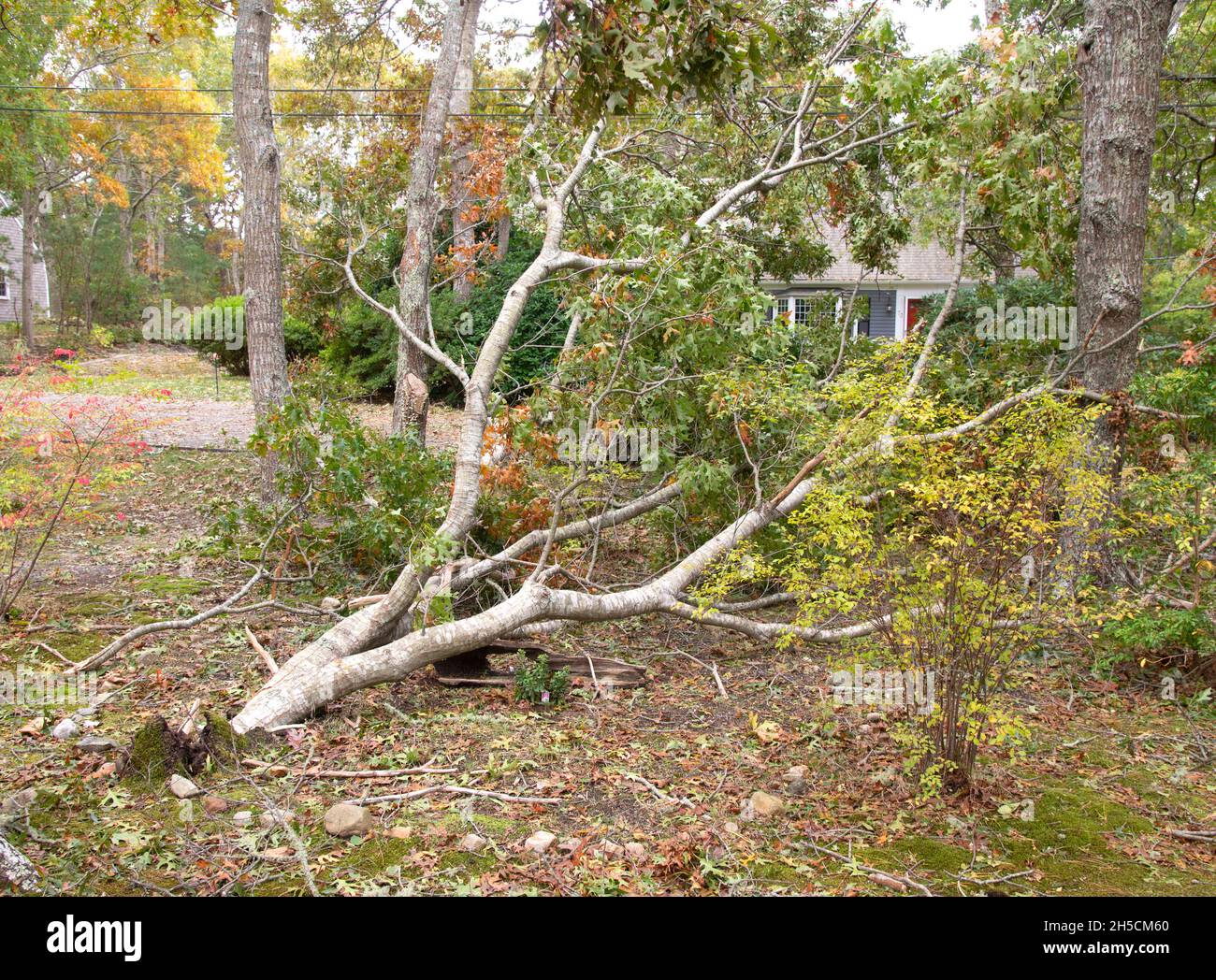 Baumschaden nach einem Sturm des Nordens in Dennis, Massachusetts, USA Stockfoto
