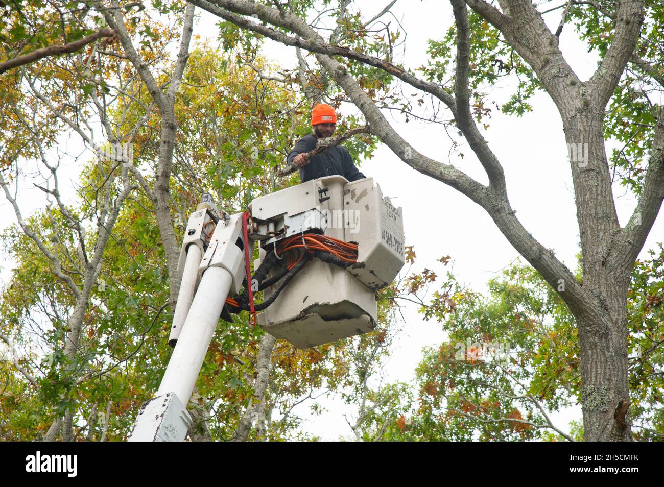 Ein Arbeiter in einem Eimer beseitigt Baumschäden nach einem Sturm des Nordens in Dennis, Massachusetts, USA Stockfoto