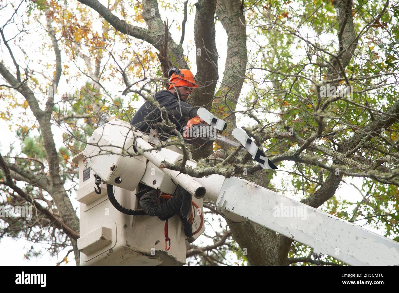 Ein Arbeiter in einem Eimer beseitigt Baumschäden nach einem Sturm des Nordens in Dennis, Massachusetts, USA Stockfoto