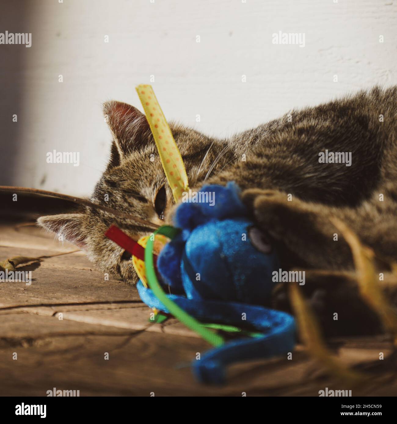 Kätzchen versteckt sich hinter ihrem Spielzeug Stockfoto