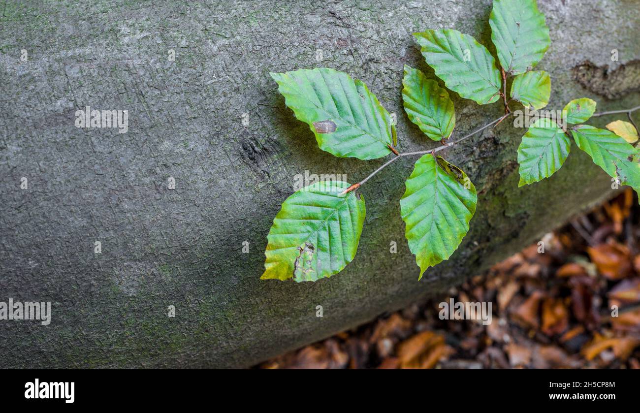 Blätter der gemeinen Buche und einer gefällten Buche. Stockfoto