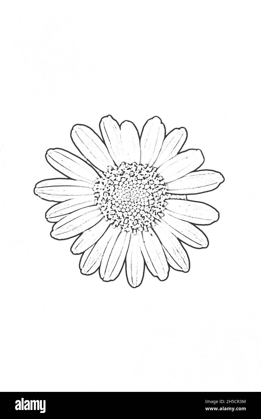 Nahaufnahme einer Schwarz-Weiß-Zeichnung einer Gänseblümchen-Blume auf weißem Hintergrund Stockfoto