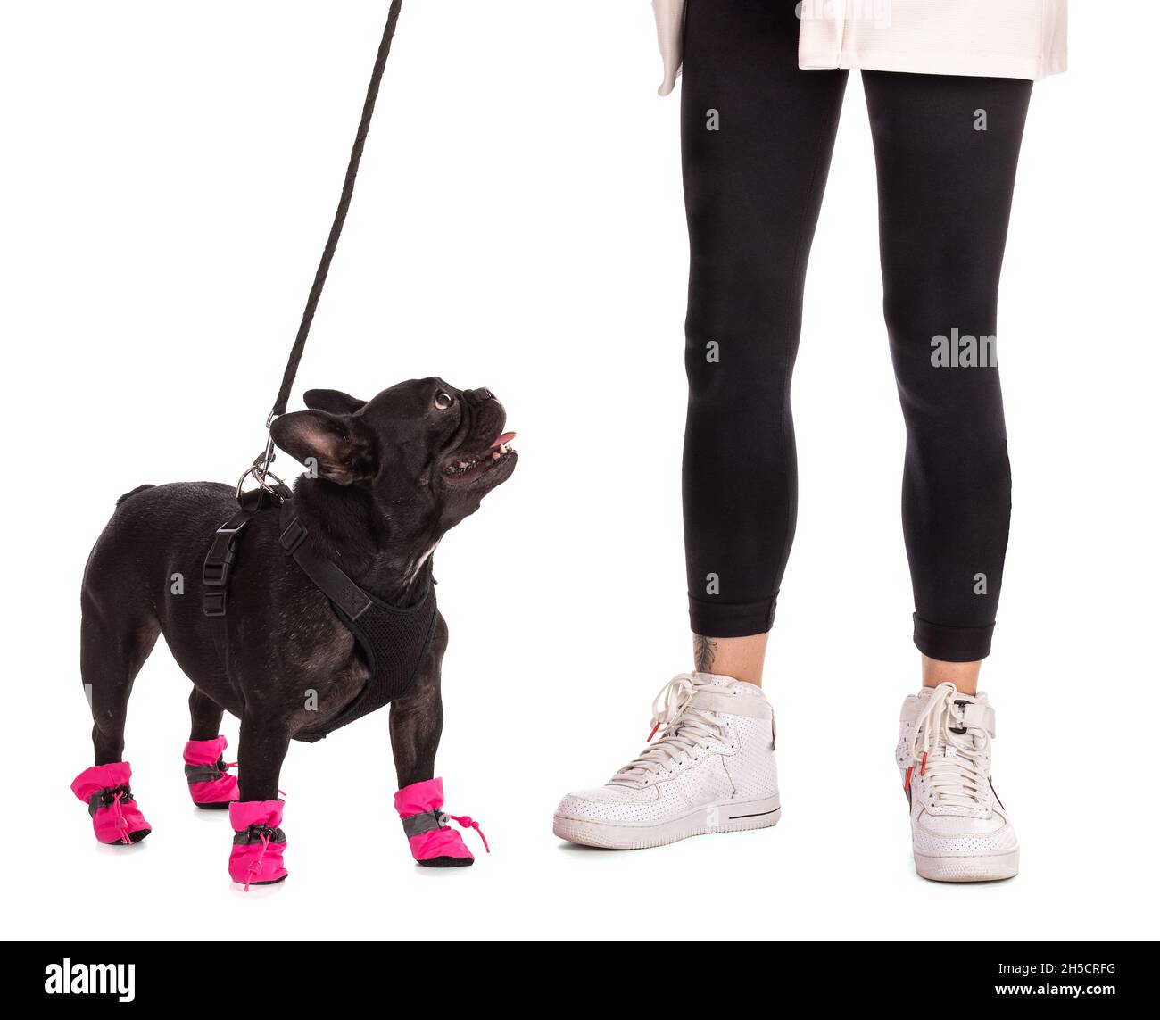 Porträt einer französischen Bulldogge mit rosa Pantoffeln, an der Leine mit ihrem Besitzer auf weißem Hintergrund Stockfoto