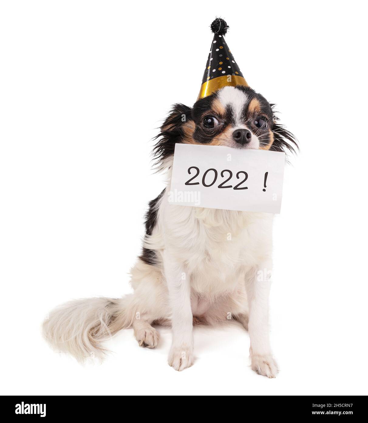 Chihuahua mit einem Partyhut und einem Papier im Mund mit 2022 auf weißem Hintergrund Stockfoto