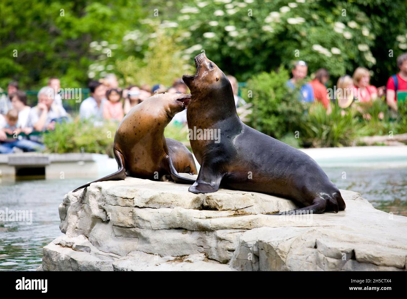 Südseelöwe, Südamerikanischer Seelöwe, Patagonischer Seelöwe (Otaria flavescens, Otaria byronia), zwei Südseelöwen in einem Zoo Stockfoto