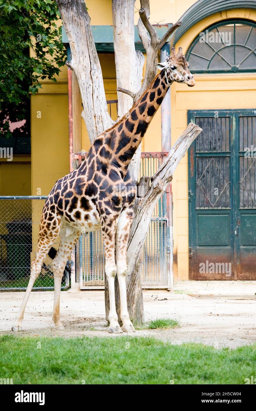 Rothschilds Giraffe, Rothschild-Giraffe, Baringo-Giraffe, ugandische Giraffe (Giraffa camelopardalis rothschildi), im Außengehege Stockfoto