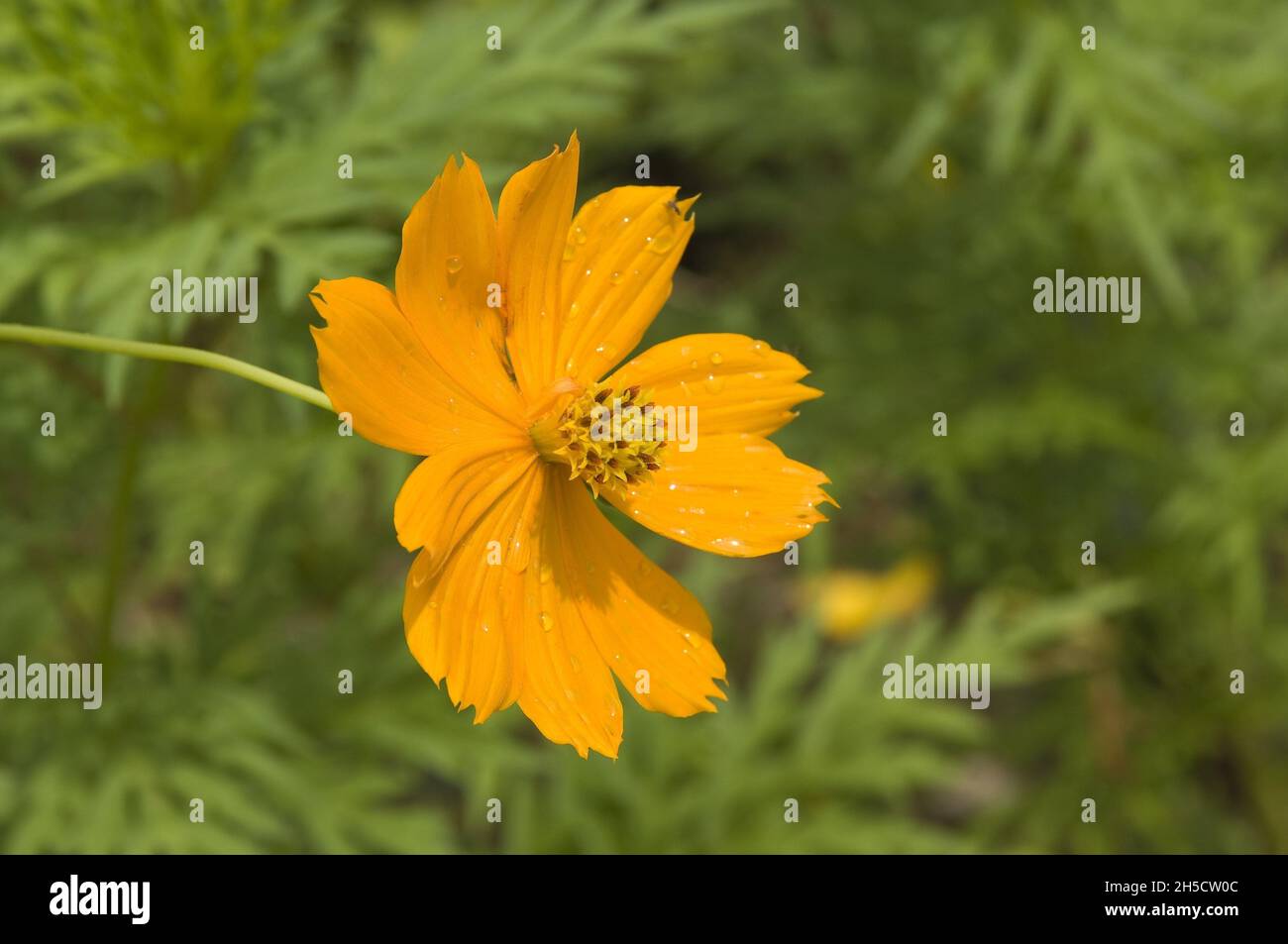 Orange-Kosmos (Cosmos Sulphureus), Blume Stockfoto