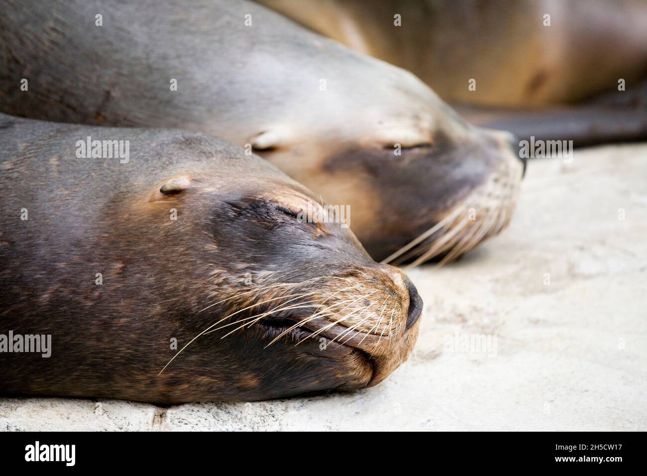 Südlicher Seelöwe, südamerikanischer Seelöwe, patagonischer Seelöwe (Otaria flavescens, Otaria byronia), zwei schlafende südliche Seelöwen in einem Zoo Stockfoto
