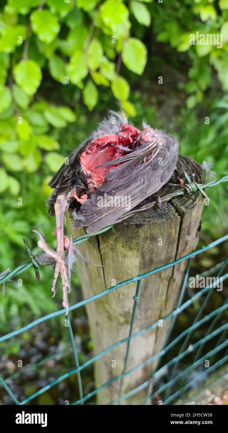 amsel (Turdus merula), Amsel, die vom Sperber gefangen genommen wurde, liegt tot auf einem Zaunpfosten in den Niederlanden Stockfoto
