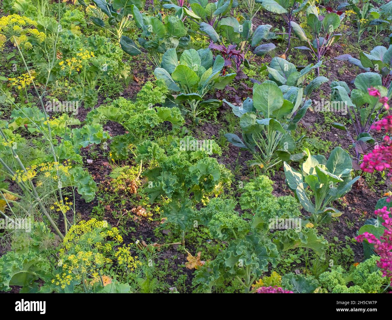 Wildkohl (Brassica oleracea), Gemüse mit Kohl und Dill, Deutschland Stockfoto